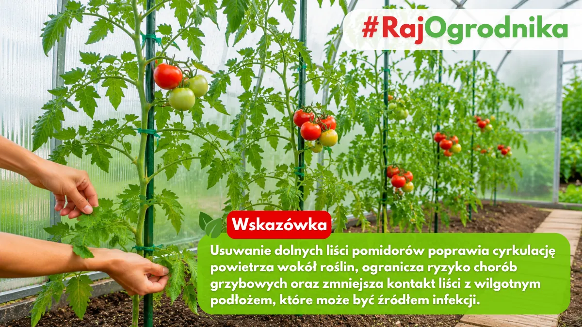 Usuwanie dolnych liści pomidorów blog sklep rajogrodnika